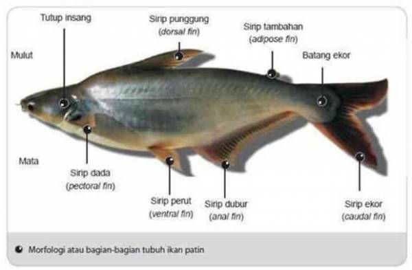klasifikasi dan morfologi ikan patin